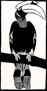 black and white hornbill